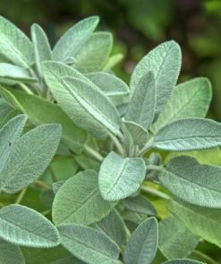 Sage Salvia