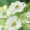 Scabious Caucasion White