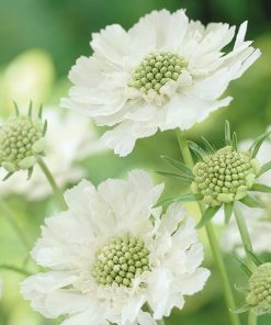 Scabious Caucasion White