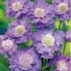 Scabious Caucasion Blue
