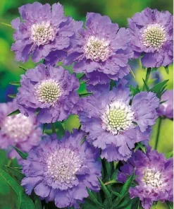 Scabious Caucasion Blue