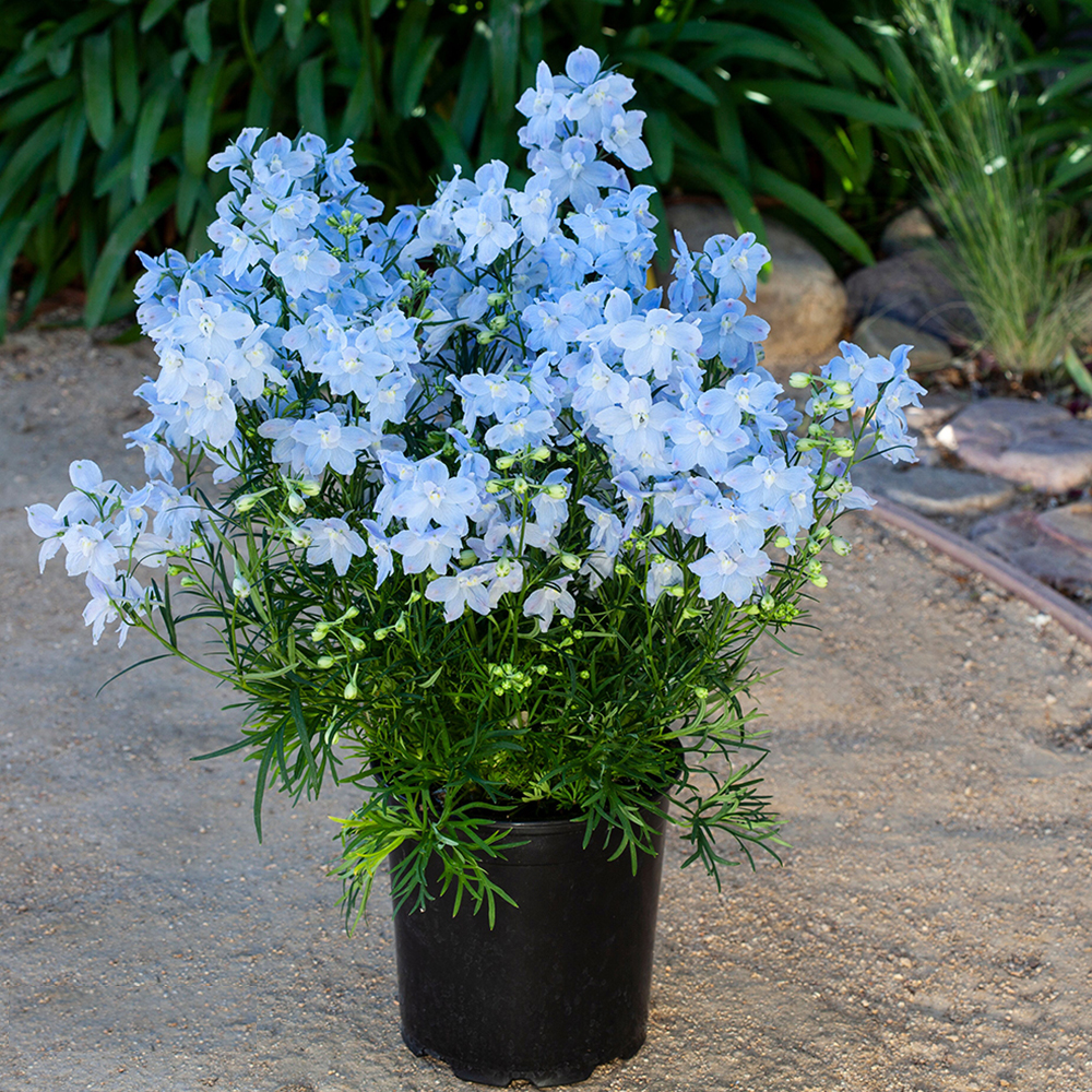 Delphinium Larkspur Siberian Larkspur Blue