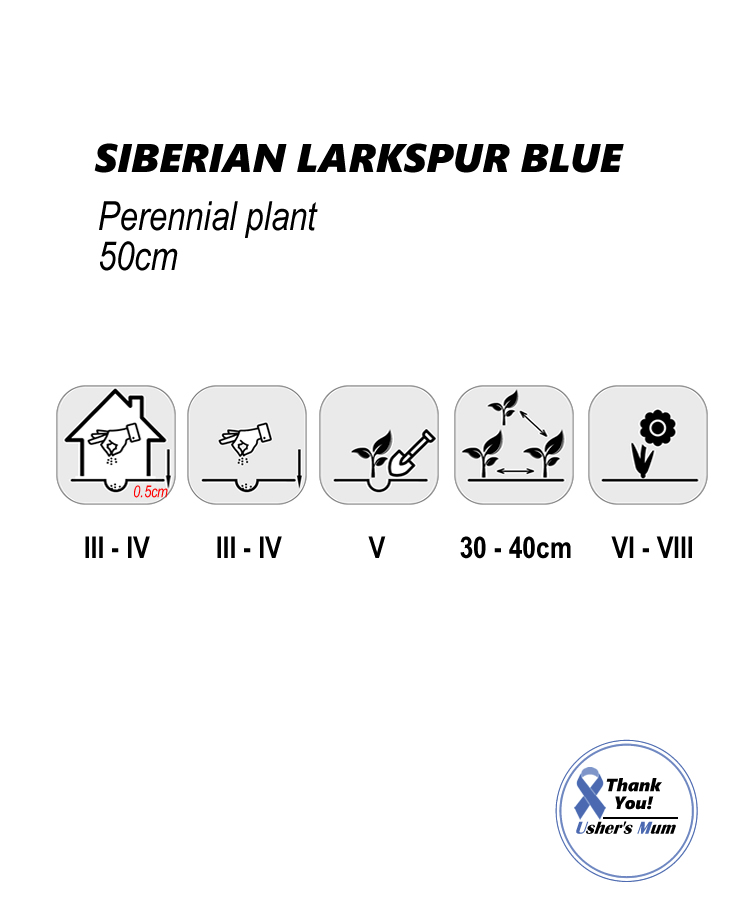 Delphinium Larkspur Siberian Larkspur Blue - Image 2