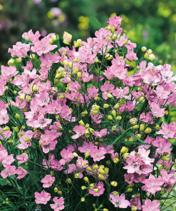 Delphinium Siberian Larkspur Seeds Pink 0.5g