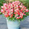 Snapdragon Antiquity