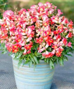 Snapdragon Antiquity