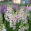 Snapdragon Appleblossom