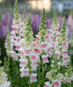 Snapdragon Appleblossom