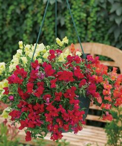 Snapdragon Trailing Candy Showers
