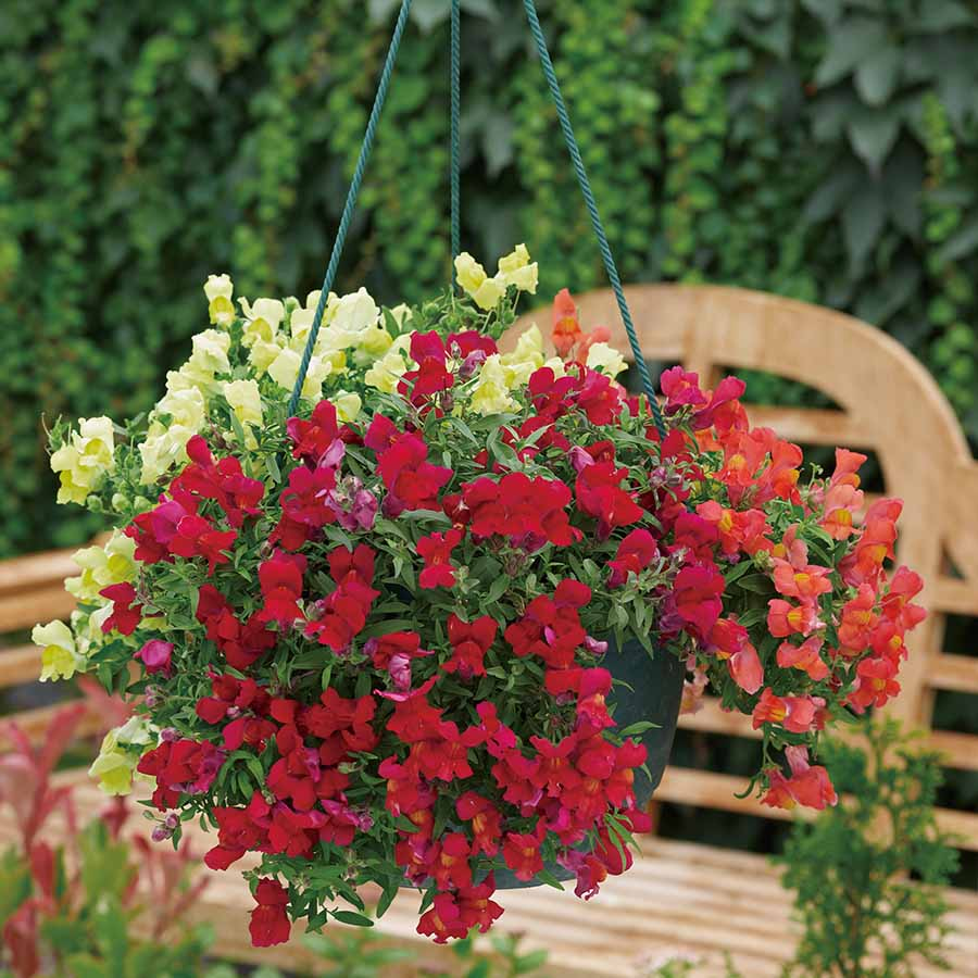 Snapdragon Trailing Candy Showers
