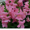Snapdragon Kimosy