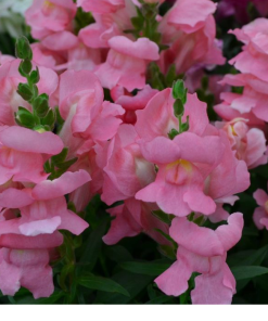 Snapdragon Kimosy