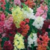 snapdragon-madame-butterfly-mixed