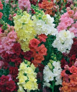snapdragon-madame-butterfly-mixed
