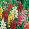 Snapdragon Majestic