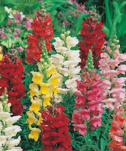 Snapdragon Majestic
