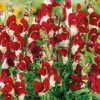 Snapdragon Night and Day