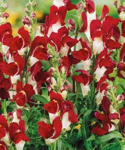 Snapdragon Night and Day