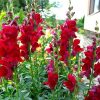 Snapdragon Ruby
