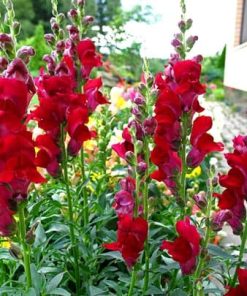 Snapdragon Ruby