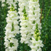 Snapdragon Snowflake