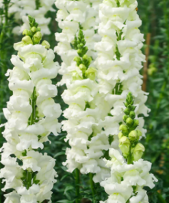 Snapdragon Snowflake