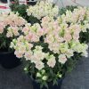 Snapdragon Twinny H Apple Blossom
