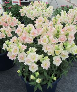 Snapdragon Twinny H Apple Blossom