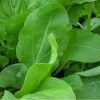 Sorrel Broadleaved