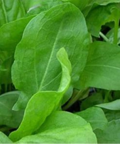 Sorrel Broadleaved