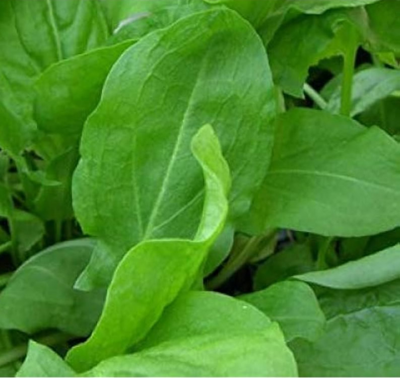 Sorrel Broadleaved