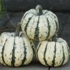 HT Winter Squash seeds Sweet Dumpling 1g (298106)