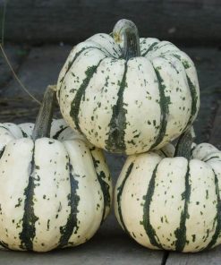 HT Winter Squash seeds Sweet Dumpling 1g (298106)