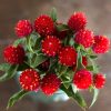 Gomphrena Strawberry Fields