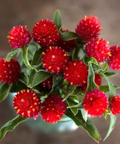 Gomphrena Strawberry Fields