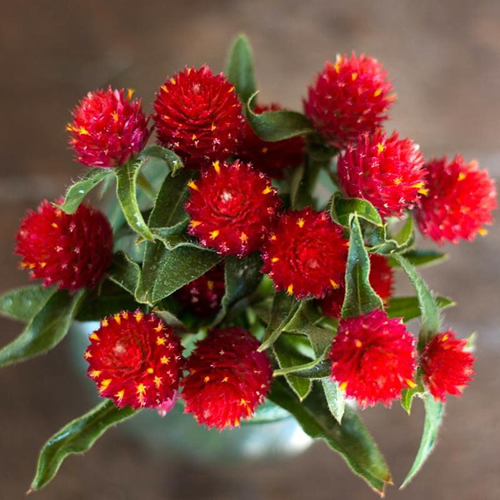 Gomphrena Strawberry Fields