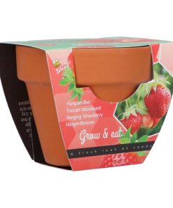 Buzzy Grow Gift Strawberry Mini Pot