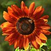 Sunflower seeds Abendsonne Red 1g