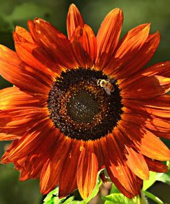Sunflower seeds Abendsonne Red 1g