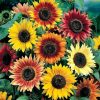 Sunflower seeds Formula Mixed 1g