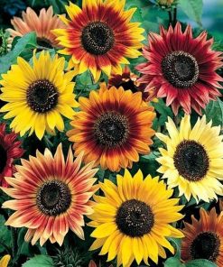 Sunflower seeds Formula Mixed 1g