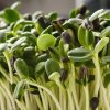 Sunflower Sunflower Sprouts and Microgreens