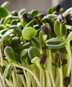 Sunflower Sunflower Sprouts and Microgreens