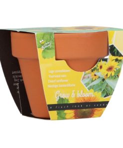 Buzzy Grow Gift Sunflower Mini Pot