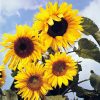 sunflower-tall-giant