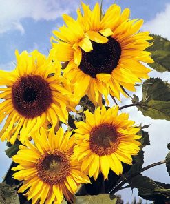 sunflower-tall-giant