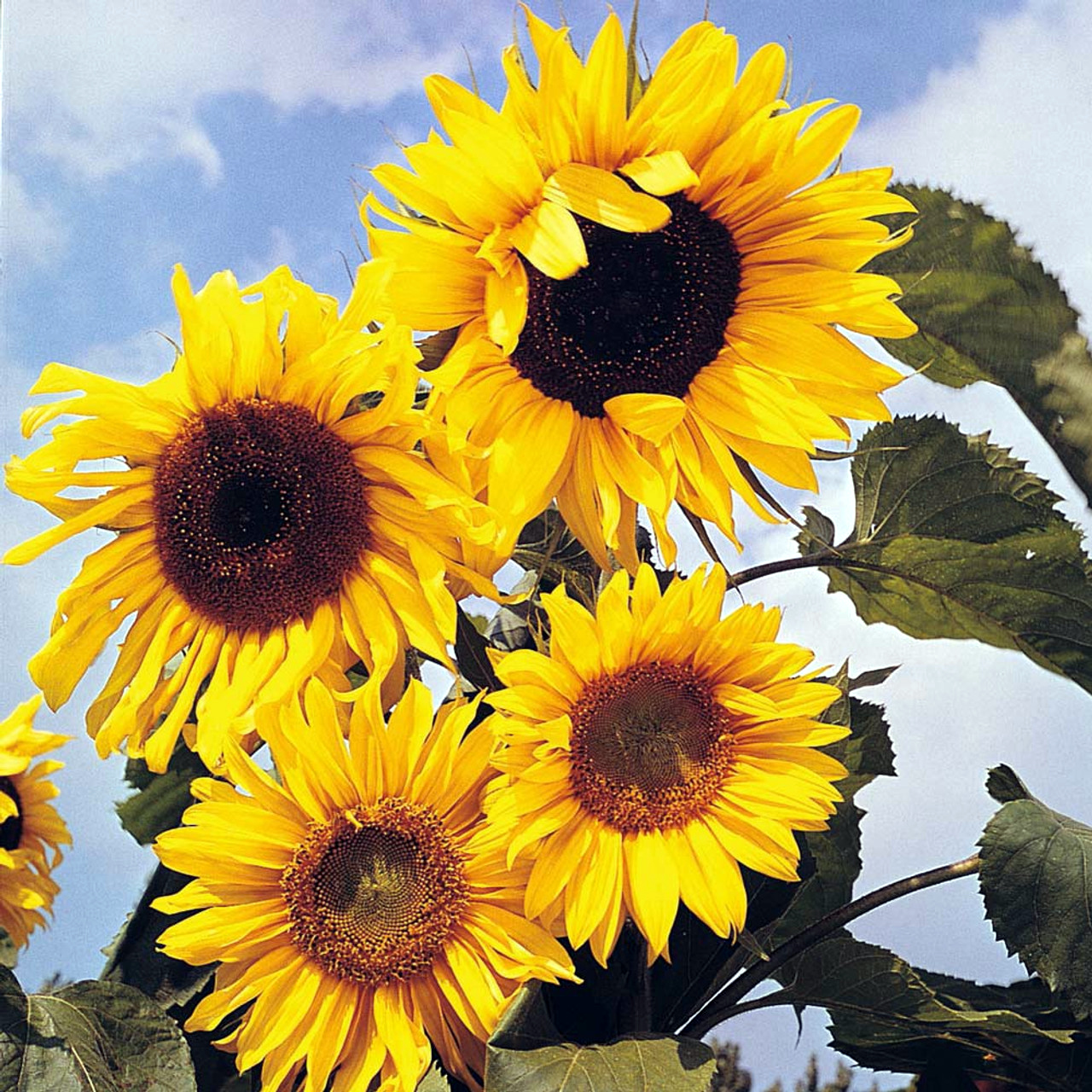 sunflower-tall-giant