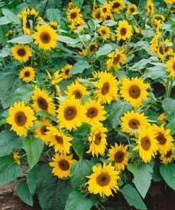 Alternative view of Sunflower seeds Topolino 0.8g