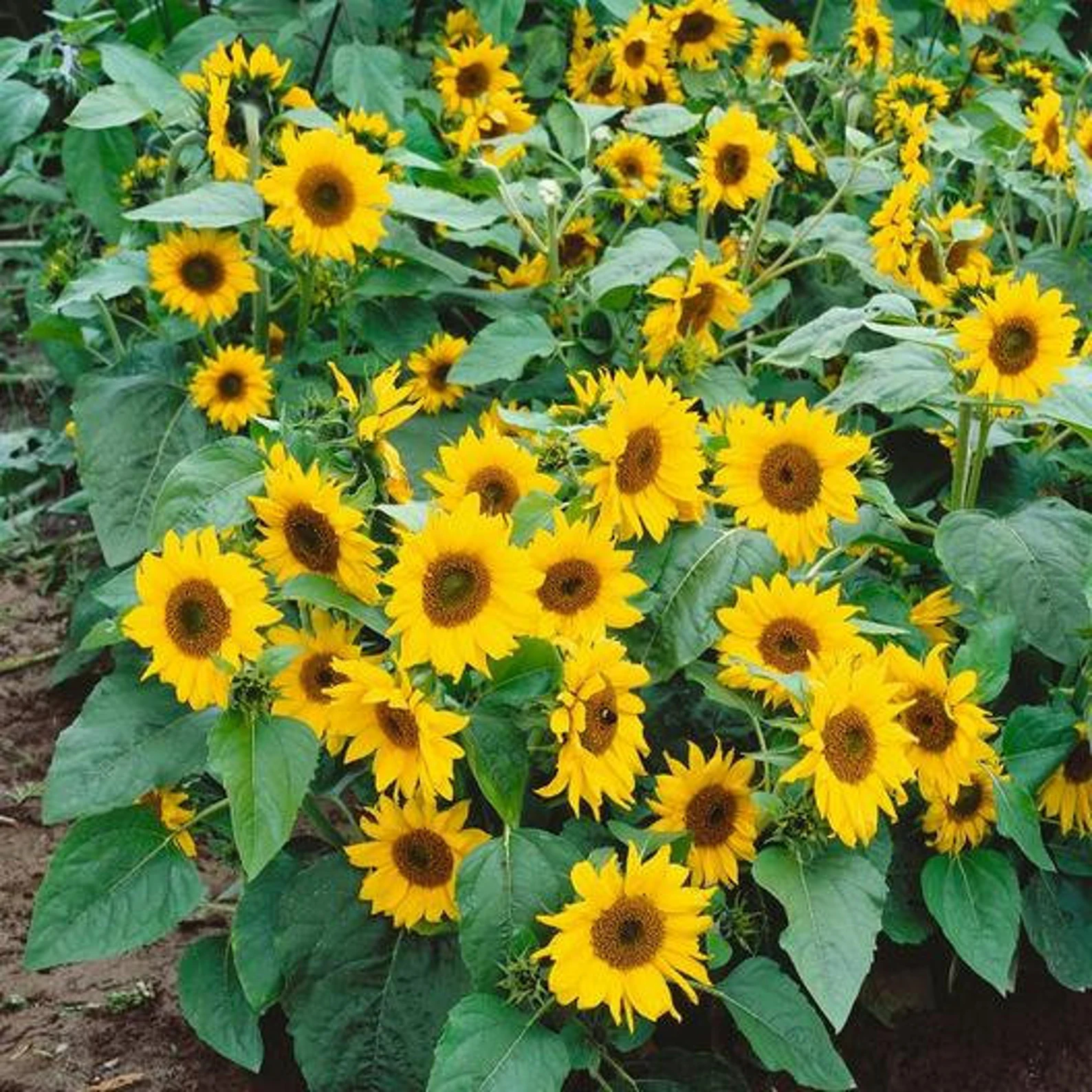 Sunflower seeds Topolino 0.8g - Image 2