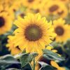 Sunflower seeds Topolino 0.8g